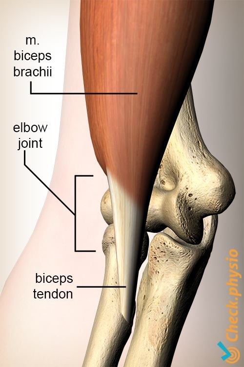 Arm Bizeps Sehne distal