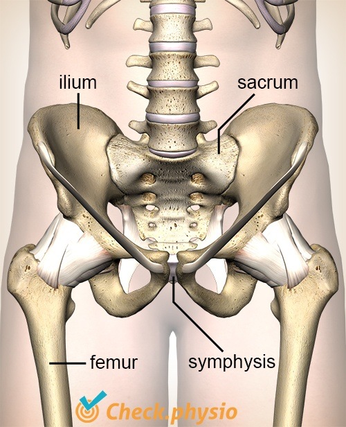 Hüfte ISG Ilium Sakrum Symphyse Symphysis pubica Femur Becken Beckenhälfte Kreuzbein