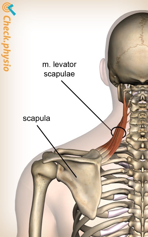 Kopf Nacken Musculus levator scapulae Muskel