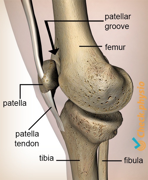 Knie Facies patellaris femoris Rinne Patella Kniescheibe