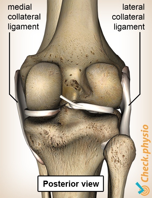 Knie Kniebänder medial lateral Knieband Rückansicht