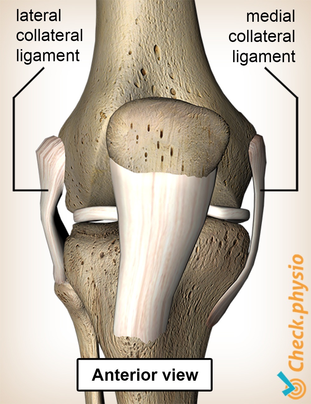 Knie Bänder innen außen Ansicht von vorne