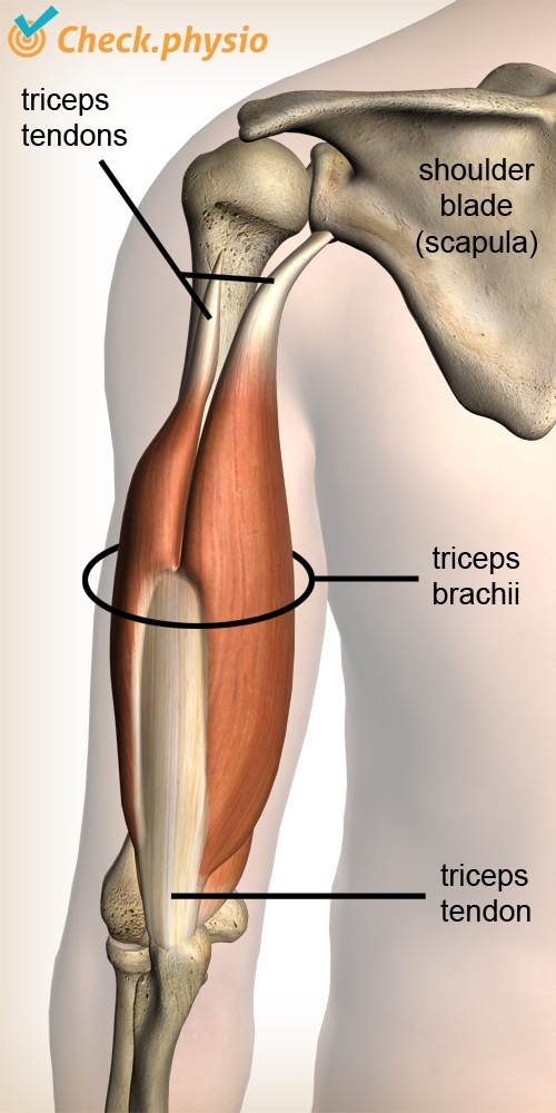 Arm Trizepsmuskel Sehne Schulterblatt Ellenbogen