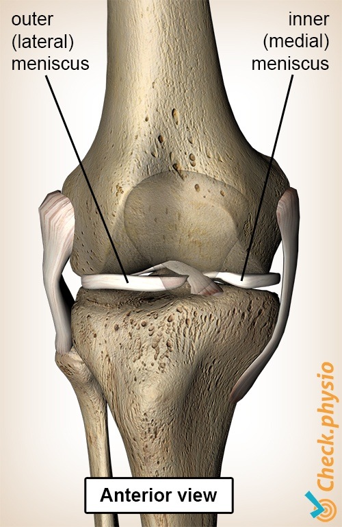 Knie Meniskus vorn