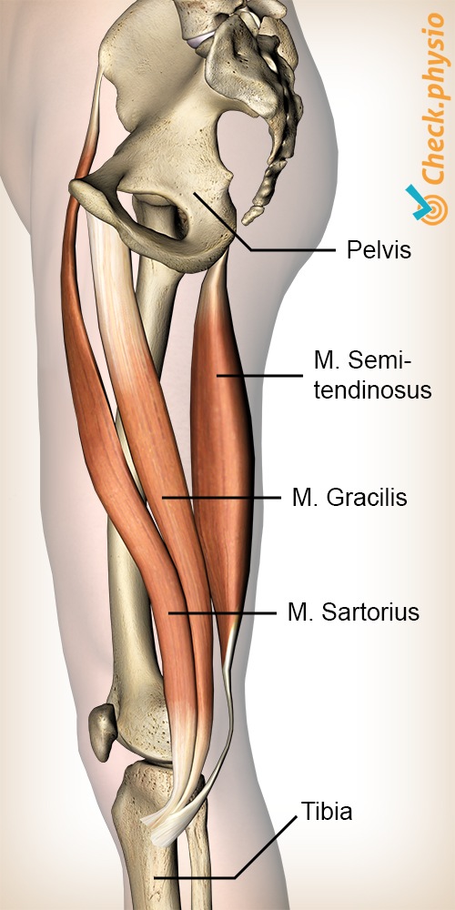 Knie Pes anserinus Musculus Sartorius Gracilis Semitendinosus Muskeln Gänsefuß