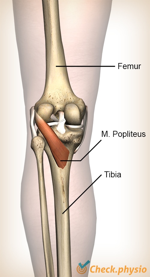 Knie Popliteusmuskel