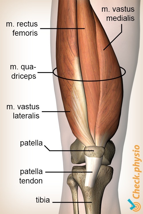 Knie Quadrizeps-Muskel Rectus femoris Vastus lateralis medialis Anatomie