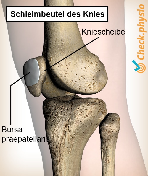 Knie Schleimbeutel Bursa Praepatellaris