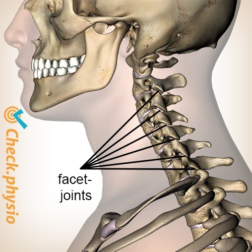 Nacken Facettengelenke Seitenansicht lateral