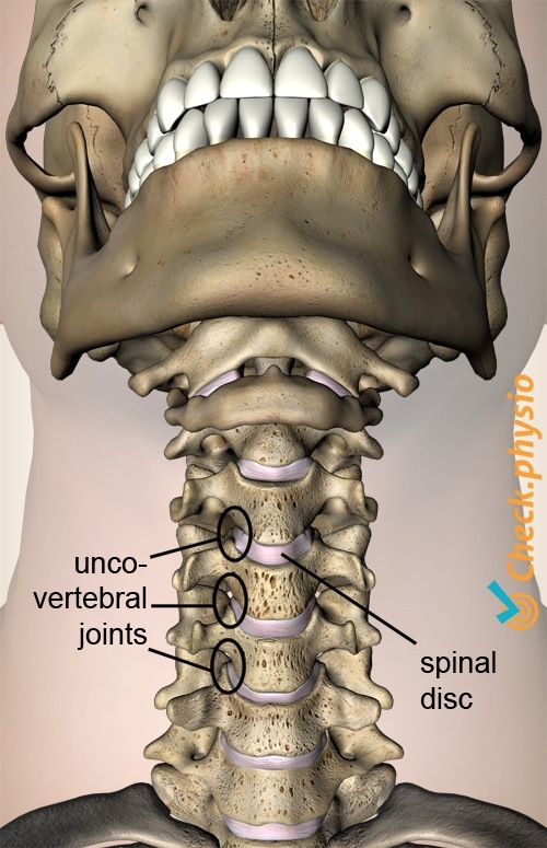 Nacken Uncovertebral-Gelenk Zwischenwirbelscheibe Diskus Anatomie