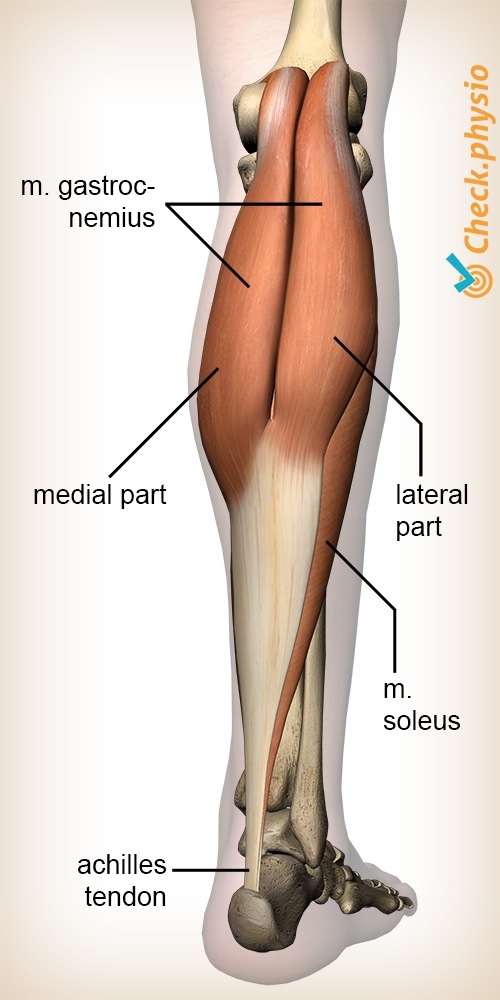 Unterschenkel Wadenmuskel Gastrocnemius Wade Anatomie