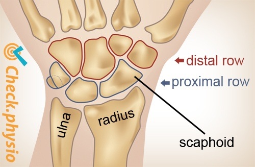 Handgelenk proximale distale Reihe