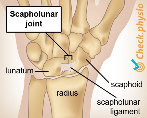 Handgelenk Skapholunäres Gelenk