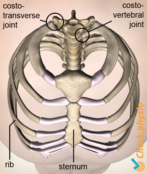Rippen Brustkorb Draufsicht costotransversal costovertebrales Gelenk