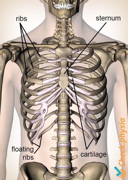 Rippen Vorderansicht Brustbein Knorpel freies Rippchen