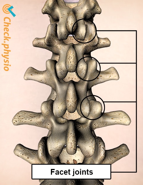 Rücken Facettengelenke Hinteransicht