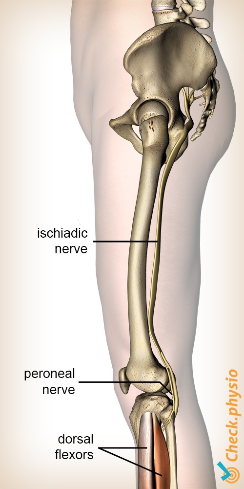 Bein Peroneus Nerv Tibialis Ursprung Nervus ischiadicus