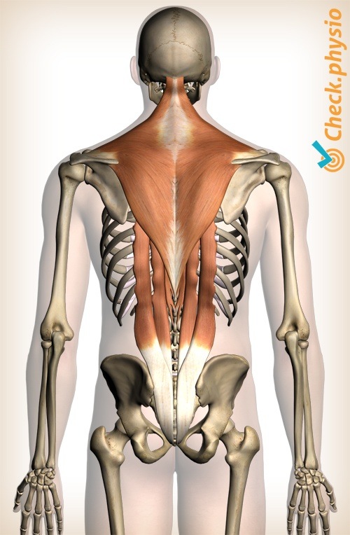 Rückenmuskulatur oberer Rücken Muskeln Trapezius Erector spinae Intercostalis Spinalis