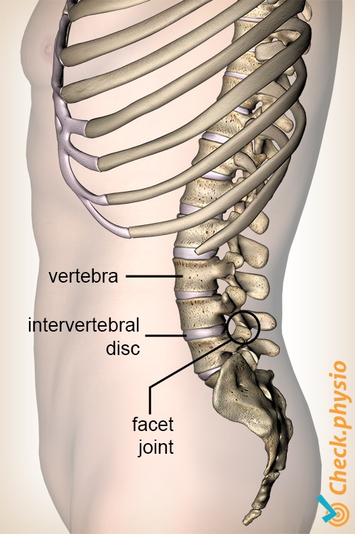 Rücken Bandscheibe Fugenwirbel Lumbales Facettensyndrom