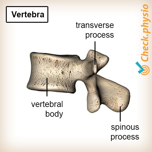 Rücken Wirbel Wirbelsäule Anatomie Wirbelkörper Processus transversus Processus spinosus