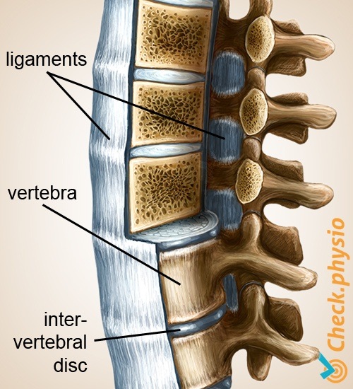 Rücken Wirbelsäule Bänder Wirbel Ligamente