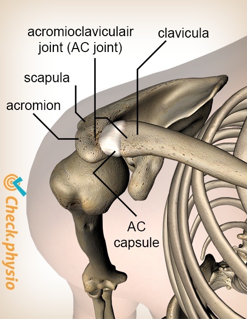 Schulter acromioclavicular AC-Gelenk Band Oberseite