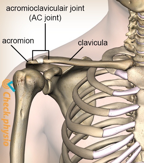 Schulter acromioclavicular AC-Gelenk Band Vorderseite