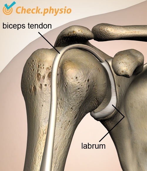 Schulter Labrum Bizeps Sehne