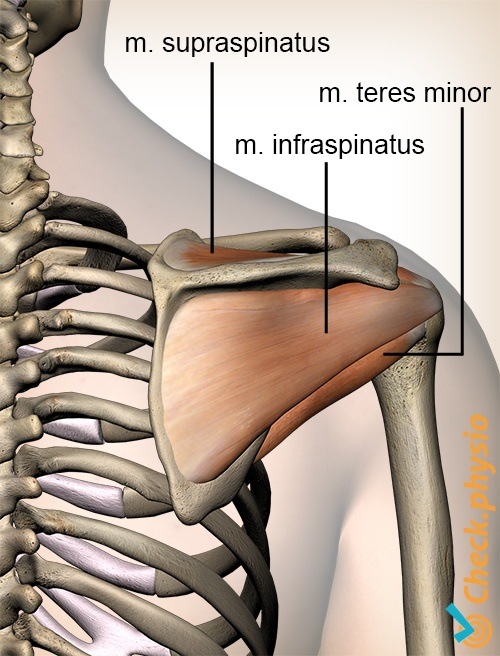 Schulter Rotatorenmanschette Rotatorenmanschette Muskeln Rückseite Supraspinatus Infraspinatus Teres minor