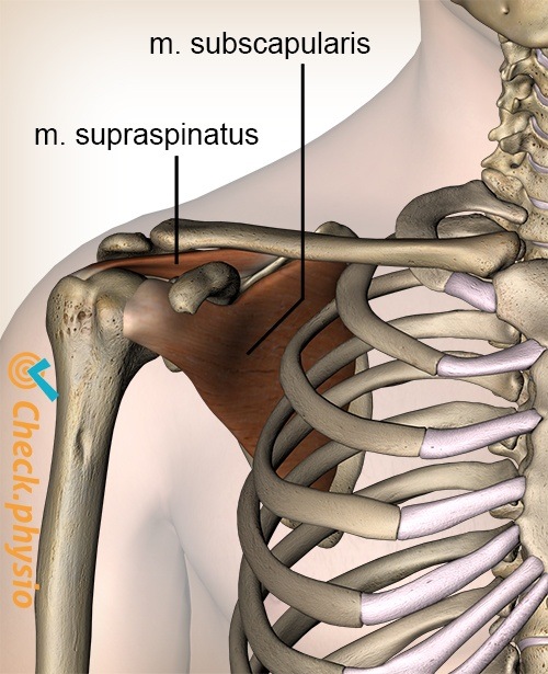 Schulter Rotatorenmanschette Muskeln Supraspinatus Subscapularis Muskel Vorderseite