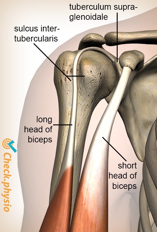 Schulter Sulcus intertubercularis Tuberculum supraglenoidale Biceps brachii caput longum breve