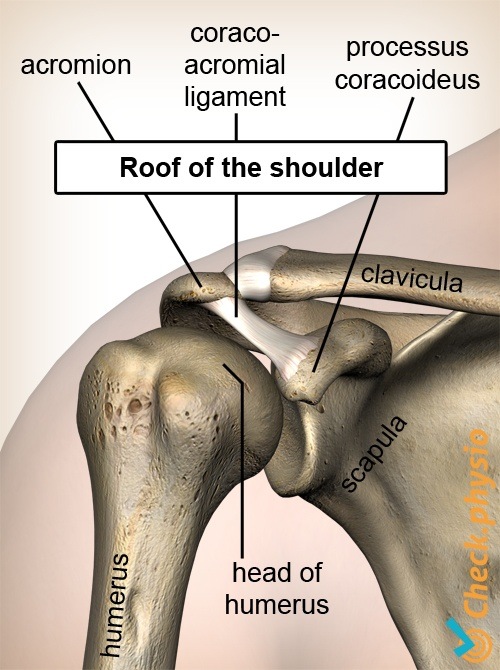 Schulterdach Processus Coracoideus Coracoacromial Ligament Humeruskopf