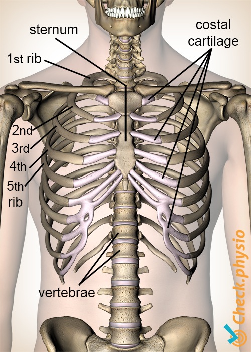 Tietze Costochondritis Anatomie Rippen Rippenknorpel