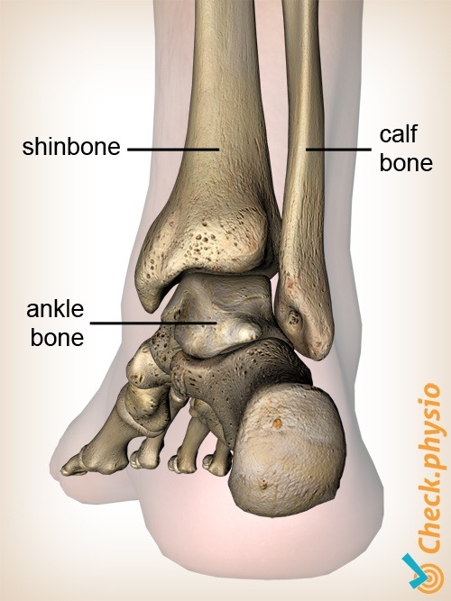 Fuß dorsal Fibula Tibia Anatomie