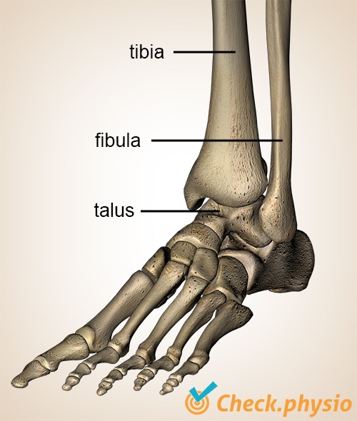 Fuß Knöchel ventral Tibia Fibula