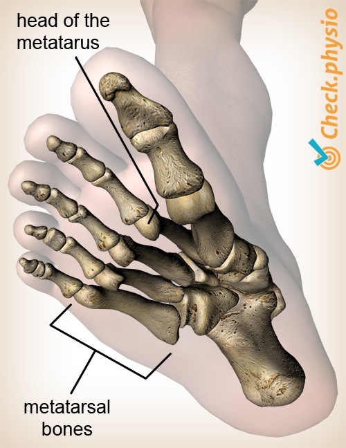 Fuß Metatarsalköpfchen Metatarsus Anatomie Unteransicht