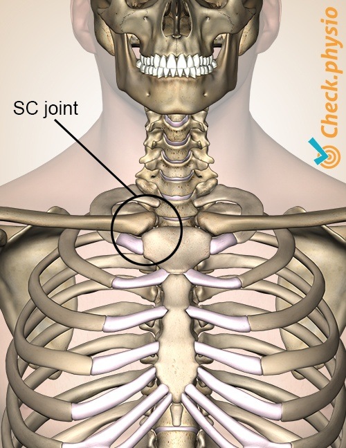 Brustbein Clavicula SC-Gelenk