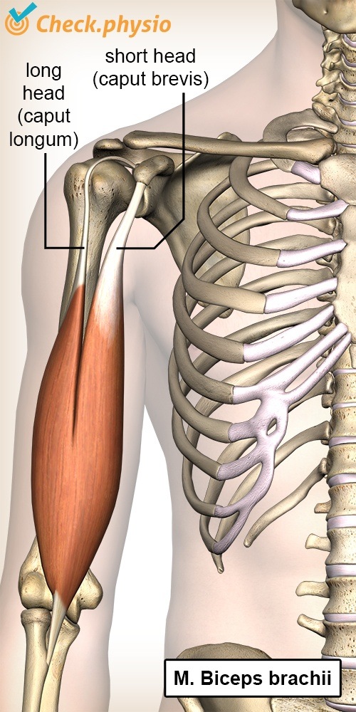 Oberarm Biceps brachii caput longum breve Anatomie Vorderseite