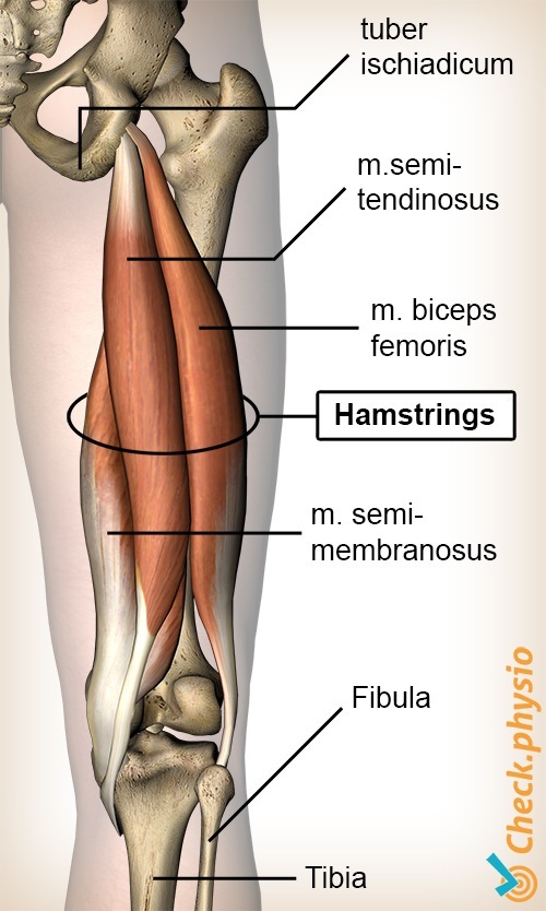 Oberschenkel Hamstring Hamstrings Semimembranosus Bizeps Femoris Semitendinosus Tuber Ischiadicum