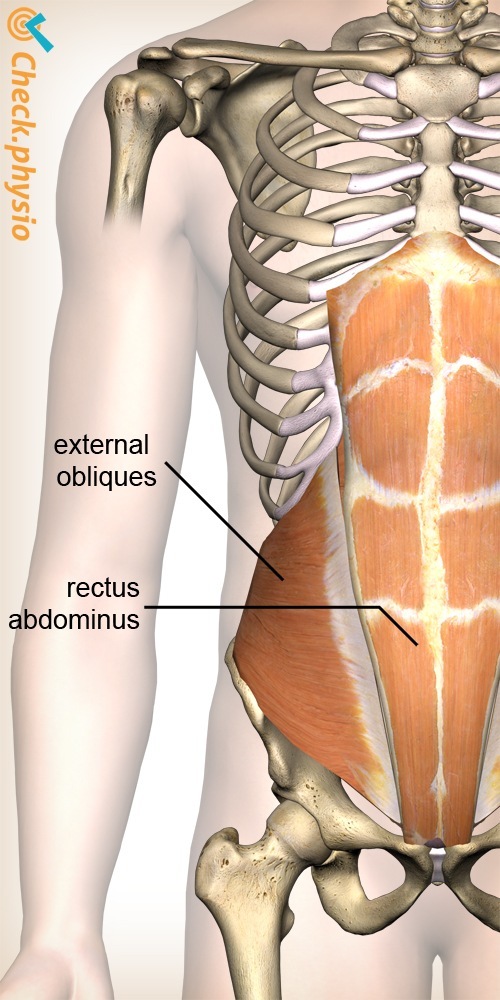 Bauch schräger Bauchmuskel gerader Bauchmuskel Anatomie