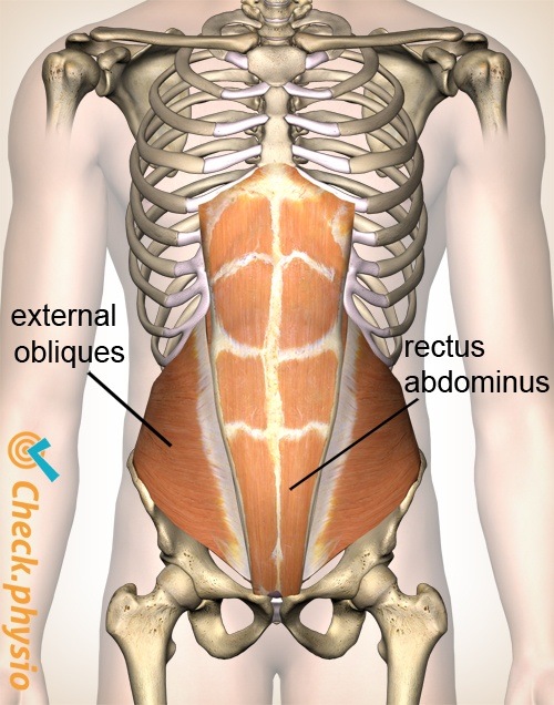 Bauch schräger Bauchmuskel gerader Bauchmuskel