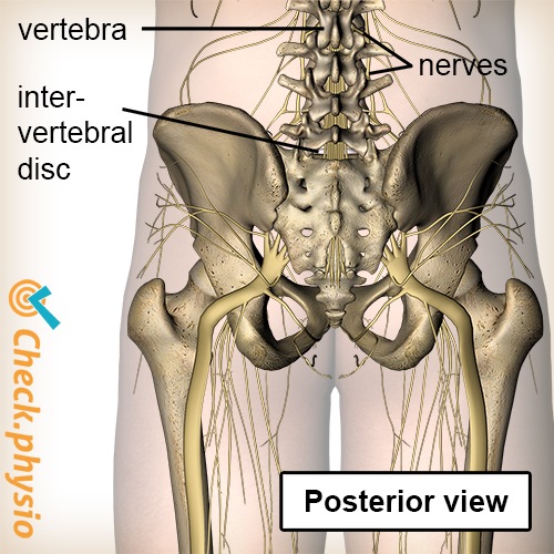 Wirbelsäule austretende Nerven Wirbel Bandscheibe Rückansicht