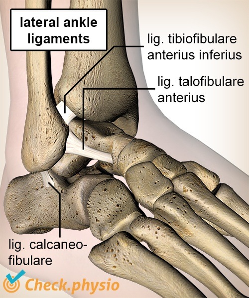 Knöchel Bänder Ligamentum Talofibulare Calcaneofibulare Tibiofibulare Anatomie