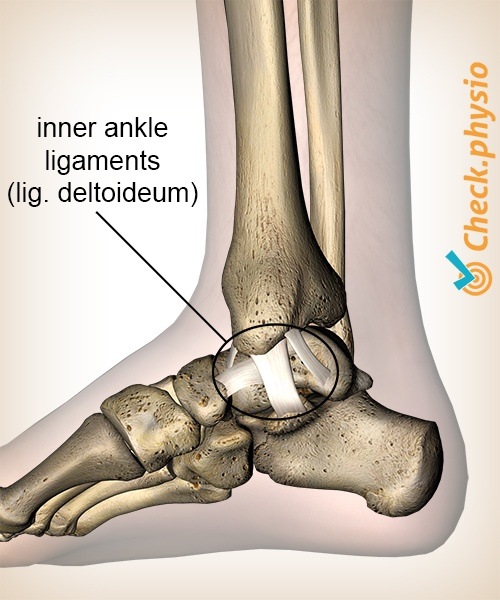 Knöchel innere mediale Bänder Ligamentum deltoideum