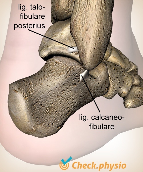 Knöchel Ligament Ligamentum Talofibulare Posterius Calcaneofibulare Calcaneus Anatomie hinten