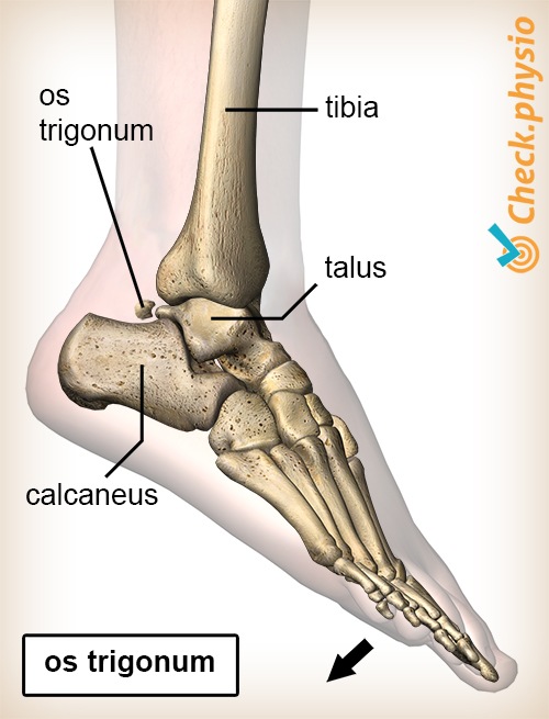 Sprunggelenk hinteres Impingement Os trigonum