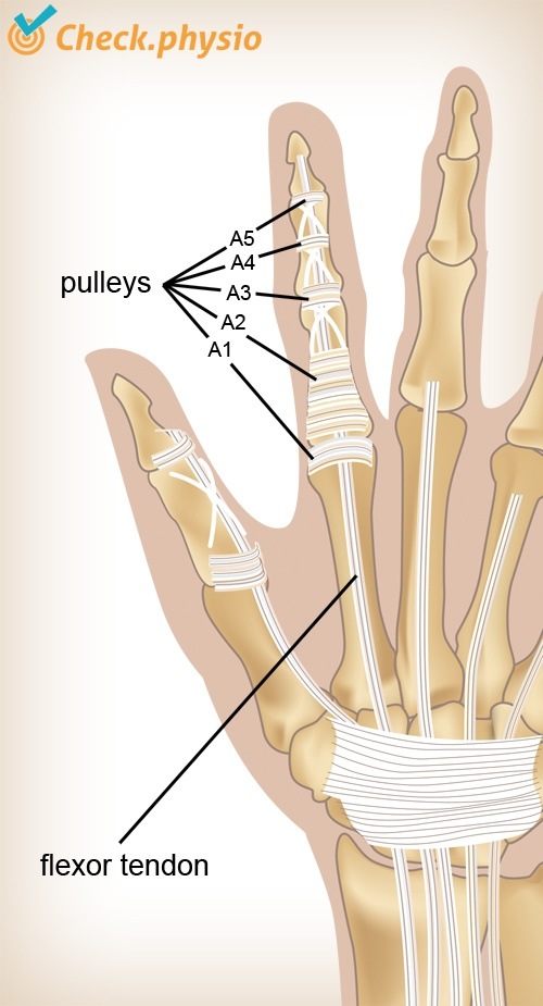 Hand Finger Pulleys